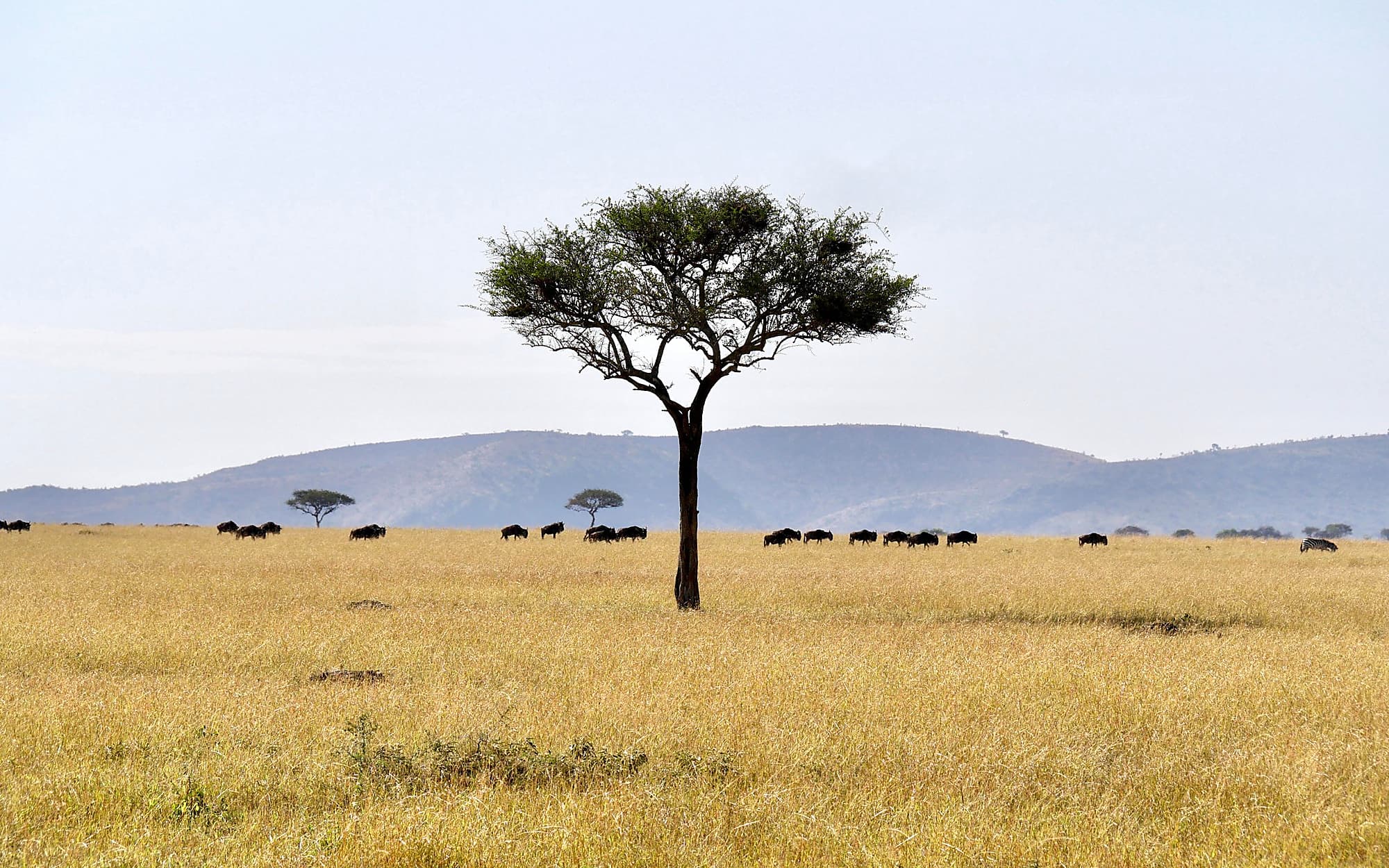 Acacia tree and wildlife crossing the Serengeti plains in Tanzania